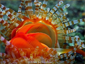 Banded Fileclam (Limaria sp.) by Uwe Schmolke 